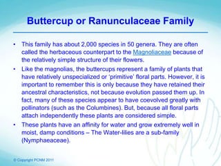 © Copyright PCNM 2011
Buttercup or Ranunculaceae Family
• This family has about 2,000 species in 50 genera. They are often
called the herbaceous counterpart to the Magnoliaceae because of
the relatively simple structure of their flowers.
• Like the magnolias, the buttercups represent a family of plants that
have relatively unspecialized or ‘primitive’ floral parts. However, it is
important to remember this is only because they have retained their
ancestral characteristics, not because evolution passed them up. In
fact, many of these species appear to have coevolved greatly with
pollinators (such as the Columbines). But, because all floral parts
attach independently these plants are considered simple.
• These plants have an affinity for water and grow extremely well in
moist, damp conditions – The Water-lilies are a sub-family
(Nymphaeaceae).
 