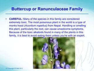 © Copyright PCNM 2011
Buttercup or Ranunculaceae Family
• CAREFUL: Many of the species in this family are considered
extremely toxic. The most poisonous plant in the world is a type of
monks hood (Aconitum napellus) from Nepal. Handling or smelling
this plant, particularly the root, can cause unwelcome symptoms.
Because of the toxic alkaloids found in many of the plants in this
family, it is best to avoid eating them unless you're with an expert.
 