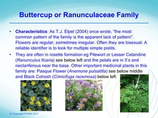 © Copyright PCNM 2011
Buttercup or Ranunculaceae Family
• Characteristics: As T.J. Elpel (2004) once wrote, "the most
common pattern of the family is the apparent lack of pattern".
Flowers are regular, sometimes irregular. Often they are bisexual. A
reliable identifier is to look for multiple simple pistils.
• They are often in rosette formation eg Pilewort or Lesser Celandine
(Ranunculus ficaria) see below left and the petals are in 5’s and
nectariferous near the base. Other important medicinal plants in this
family are: Pasque Flower (Anemone pulsatilla) see below middle
and Black Cohosh (Cimicifuga racemosa) below left.
 