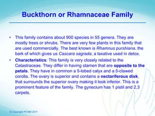 © Copyright PCNM 2011
Buckthorn or Rhamnaceae Family
• This family contains about 900 species in 55 genera. They are
mostly trees or shrubs. There are very few plants in this family that
are used commercially. The best known is Rhamnus purshiana, the
bark of which gives us Cascara sagrada, a laxative used in detox.
• Characteristics: This family is very closely related to the
Celastraceae. They differ in having stamen that are opposite to the
petals. They have in common a 5-lobed calyx and a 5-clawed
corolla. The ovary is superior and contains a nectariferous disk,
that surrounds the superior ovary making it look inferior. This is a
prominent feature of the family. The gynecium has 1 pistil and 2,3
carpels.
 