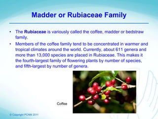 © Copyright PCNM 2011
Madder or Rubiaceae Family
• The Rubiaceae is variously called the coffee, madder or bedstraw
family.
• Members of the coffee family tend to be concentrated in warmer and
tropical climates around the world. Currently, about 611 genera and
more than 13,000 species are placed in Rubiaceae. This makes it
the fourth-largest family of flowering plants by number of species,
and fifth-largest by number of genera.
Coffee
 