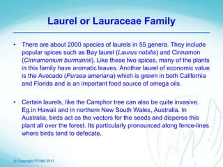 © Copyright PCNM 2011
Laurel or Lauraceae Family
• There are about 2000 species of laurels in 55 genera. They include
popular spices such as Bay laurel (Laurus nobilis) and Cinnamon
(Cinnamomum burmannii). Like these two spices, many of the plants
in this family have aromatic leaves. Another laurel of economic value
is the Avocado (Pursea ameriana) which is grown in both California
and Florida and is an important food source of omega oils.
• Certain laurels, like the Camphor tree can also be quite invasive.
Eg.in Hawaii and in northern New South Wales, Australia. In
Australia, birds act as the vectors for the seeds and disperse this
plant all over the forest. Its particularly pronounced along fence-lines
where birds tend to defecate.
 