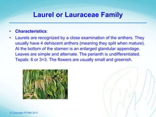 © Copyright PCNM 2011
Laurel or Lauraceae Family
• Characteristics:
• Laurels are recognized by a close examination of the anthers. They
usually have 4 dehiscent anthers (meaning they split when mature).
At the bottom of the stamen is an enlarged glandular appendage.
Leaves are simple and alternate. The perianth is undifferentiated.
Tepals: 6 or 3+3. The flowers are usually small and greenish.
 