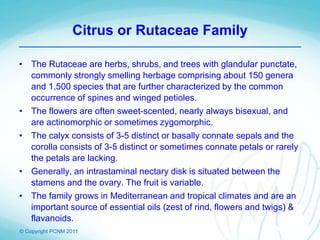 © Copyright PCNM 2011
Citrus or Rutaceae Family
• The Rutaceae are herbs, shrubs, and trees with glandular punctate,
commonly strongly smelling herbage comprising about 150 genera
and 1,500 species that are further characterized by the common
occurrence of spines and winged petioles.
• The flowers are often sweet-scented, nearly always bisexual, and
are actinomorphic or sometimes zygomorphic.
• The calyx consists of 3-5 distinct or basally connate sepals and the
corolla consists of 3-5 distinct or sometimes connate petals or rarely
the petals are lacking.
• Generally, an intrastaminal nectary disk is situated between the
stamens and the ovary. The fruit is variable.
• The family grows in Mediterranean and tropical climates and are an
important source of essential oils (zest of rind, flowers and twigs) &
flavanoids.
 