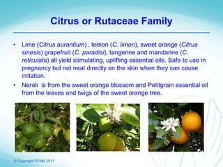© Copyright PCNM 2011
Citrus or Rutaceae Family
• Lime (Citrus aurantium) , lemon (C. limon), sweet orange (Citrus
sinesis) grapefruit (C. paradisi), tangerine and mandarine (C.
reticulata) all yield stimulating, uplifting essential oils. Safe to use in
pregnancy but not neat directly on the skin when they can cause
irritation.
• Neroli is from the sweet orange blossom and Petitgrain essential oil
from the leaves and twigs of the sweet orange tree.
 