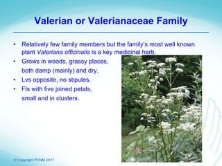 © Copyright PCNM 2011
Valerian or Valerianaceae Family
• Relatively few family members but the family’s most well known
plant Valeriana officinalis is a key medicinal herb.
• Grows in woods, grassy places,
both damp (mainly) and dry.
• Lvs opposite, no stipules.
• Fls with five joined petals,
small and in clusters.
 