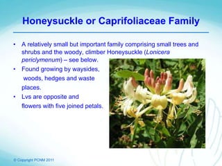 © Copyright PCNM 2011
Honeysuckle or Caprifoliaceae Family
• A relatively small but important family comprising small trees and
shrubs and the woody, climber Honeysuckle (Lonicera
periclymenum) – see below.
• Found growing by waysides,
woods, hedges and waste
places.
• Lvs are opposite and
flowers with five joined petals.
 