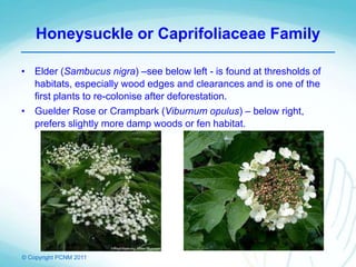 © Copyright PCNM 2011
Honeysuckle or Caprifoliaceae Family
• Elder (Sambucus nigra) –see below left - is found at thresholds of
habitats, especially wood edges and clearances and is one of the
first plants to re-colonise after deforestation.
• Guelder Rose or Crampbark (Viburnum opulus) – below right,
prefers slightly more damp woods or fen habitat.
 
