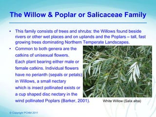 © Copyright PCNM 2011
The Willow & Poplar or Salicaceae Family
• This family consists of trees and shrubs: the Willows found beside
rivers or other wet places and on uplands and the Poplars – tall, fast
growing trees dominating Northern Temperate Landscapes.
• Common to both genera are the
catkins of unisexual flowers.
Each plant bearing either male or
female catkins. Individual flowers
have no perianth (sepals or petals);
in Willows, a small nectary
which is insect pollinated exists or
a cup shaped disc nectary in the
wind pollinated Poplars (Barker, 2001). White Willow (Salix alba)
 