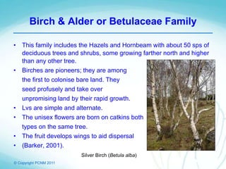 © Copyright PCNM 2011
Birch & Alder or Betulaceae Family
• This family includes the Hazels and Hornbeam with about 50 sps of
deciduous trees and shrubs, some growing farther north and higher
than any other tree.
• Birches are pioneers; they are among
the first to colonise bare land. They
seed profusely and take over
unpromising land by their rapid growth.
• Lvs are simple and alternate.
• The unisex flowers are born on catkins both
types on the same tree.
• The fruit develops wings to aid dispersal
• (Barker, 2001).
Silver Birch (Betula alba)
 
