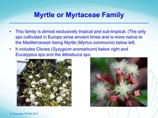 © Copyright PCNM 2011
Myrtle or Myrtaceae Family
• This family is almost exclusively tropical and sub-tropical. (The only
sps cultivated in Europe since ancient times and is more native to
the Mediterranean being Myrtle (Myrtus communis) below left.
• It includes Cloves (Syzygium aromaticum) below right and
Eucalyptus sps and the Melaleuca sps.
 
