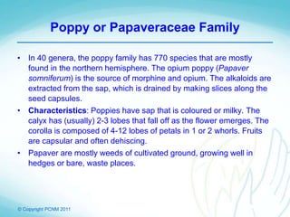 © Copyright PCNM 2011
Poppy or Papaveraceae Family
• In 40 genera, the poppy family has 770 species that are mostly
found in the northern hemisphere. The opium poppy (Papaver
somniferum) is the source of morphine and opium. The alkaloids are
extracted from the sap, which is drained by making slices along the
seed capsules.
• Characteristics: Poppies have sap that is coloured or milky. The
calyx has (usually) 2-3 lobes that fall off as the flower emerges. The
corolla is composed of 4-12 lobes of petals in 1 or 2 whorls. Fruits
are capsular and often dehiscing.
• Papaver are mostly weeds of cultivated ground, growing well in
hedges or bare, waste places.
 
