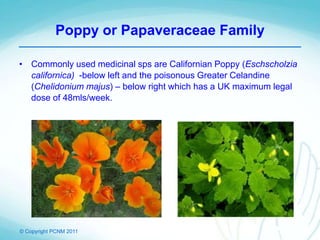 © Copyright PCNM 2011
Poppy or Papaveraceae Family
• Commonly used medicinal sps are Californian Poppy (Eschscholzia
californica) -below left and the poisonous Greater Celandine
(Chelidonium majus) – below right which has a UK maximum legal
dose of 48mls/week.
 