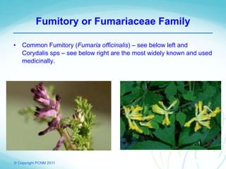 © Copyright PCNM 2011
Fumitory or Fumariaceae Family
• Common Fumitory (Fumaria officinalis) – see below left and
Corydalis sps – see below right are the most widely known and used
medicinally.
 