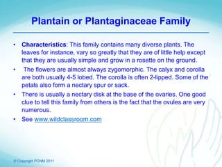 © Copyright PCNM 2011
Plantain or Plantaginaceae Family
• Characteristics: This family contains many diverse plants. The
leaves for instance, vary so greatly that they are of little help except
that they are usually simple and grow in a rosette on the ground.
• The flowers are almost always zygomorphic. The calyx and corolla
are both usually 4-5 lobed. The corolla is often 2-lipped. Some of the
petals also form a nectary spur or sack.
• There is usually a nectary disk at the base of the ovaries. One good
clue to tell this family from others is the fact that the ovules are very
numerous.
• See www.wildclassroom.com
 