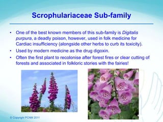 © Copyright PCNM 2011
Scrophulariaceae Sub-family
• One of the best known members of this sub-family is Digitalis
purpura, a deadly poison, however, used in folk medicine for
Cardiac insufficiency (alongside other herbs to curb its toxicity).
• Used by modern medicine as the drug digoxin.
• Often the first plant to recolonise after forest fires or clear cutting of
forests and associated in folkloric stories with the fairies!
 