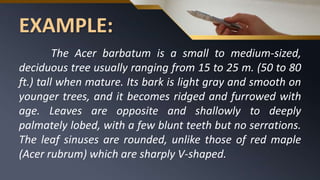 EXAMPLE:
The Acer barbatum is a small to medium-sized,
deciduous tree usually ranging from 15 to 25 m. (50 to 80
ft.) tall when mature. Its bark is light gray and smooth on
younger trees, and it becomes ridged and furrowed with
age. Leaves are opposite and shallowly to deeply
palmately lobed, with a few blunt teeth but no serrations.
The leaf sinuses are rounded, unlike those of red maple
(Acer rubrum) which are sharply V-shaped.
 