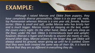 EXAMPLE:
Although I raised Marcee and Obbie from puppies, they
have completely diverse personalities. Obbie is a six year old, male,
toy Pomeranian whereas Marcee is a one year old, female, Boston
terrier. Obbie is small and soft, unlike Marcee who has bristly hair
and is much bigger. Marcee insists on sleeping on the bed, under
the covers every night. On the other hand, Obbie will only sleep on
the floor, under the bed. Obbie is tremendously loyal and uptight;
however, Marcee is hyper and friendly to anyone she meets or sees.
Around other dogs, Marcee cowers to the larger dog, yet Obbie will
always stand his ground, never giving up until he is scolded. Given
that they were both treated the same way all their life, it is hard to
believe that they are so different in everything they do.
 