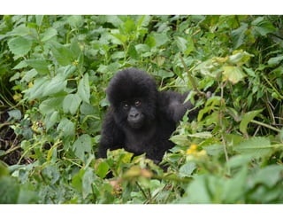 Rwanda baby silverback gorilla.jpeg