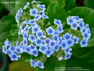 Forget-Me-Not
This image is used under a CC license from:
http://www.flickr.com/photos/curiouskiwi/46322415/
 