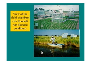 R Wassman quantification of ghg emissions from rice july 2010