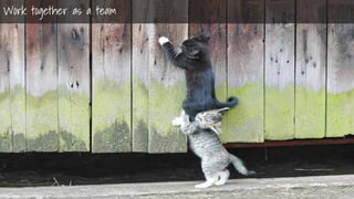 Nir ElbazNIR ELBAZNir Elbaz
Summary
Work together
Work together as a team
 