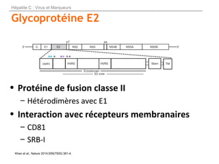Glycoprotéine E2
Khan et al., Nature 2014;509(7500):381-4.
• Protéine de fusion classe II
– Hétérodimères avec E1
• Intera...