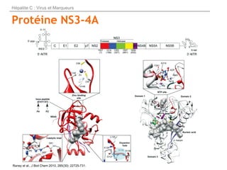 Protéine NS3-4A
Hépatite C : Virus et Marqueurs
Raney et al., J Biol Chem 2010, 285(30): 22725-731.
 
