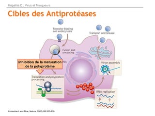 Cibles des Antiprotéases
Lindenbach and Rice, Nature, 2005;436:933-938.
Hépatite C : Virus et Marqueurs
 