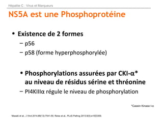 NS5A est une Phosphoprotéine
• Existence de 2 formes
– p56
– p58 (forme hyperphosphorylée)
• Phosphorylations assurées par...