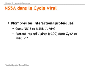 NS5A dans le Cycle Viral
• Nombreuses interactions protéiques
– Core, NS4B et NS5B du VHC
– Partenaires cellulaires (>100)...