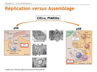 Réplication versus Assemblage
p56 p58
CKI-α, PI4KIIIα
Chatterji et al., Antimicrob Agents Chemother 2015;59(5):2496-507.
H...