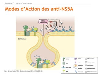 Modes d’Action des anti-NS5A
Eyre NS and Beard MR., Gastroenterology 2014;147(5):959-62.
Hépatite C : Virus et Marqueurs
 