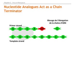 Nucleotide Analogues Act as a Chain
Terminator
SOF
3’
AG C
C GA CGGG
C
5’
Template strand
Primer strand
U
Hépatite C : Vir...