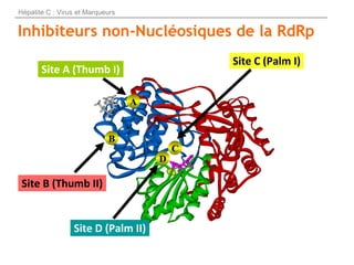 Inhibiteurs non-Nucléosiques de la RdRp
Site A (Thumb I)
Site B (Thumb II)
Site C (Palm I)
Site D (Palm II)
AA
BB
CC
DD
Hé...