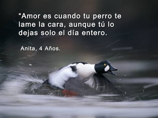 ““Amor es cuando tu perro teAmor es cuando tu perro te
lame la cara, aunque tú lolame la cara, aunque tú lo
dejas solo el día entero.dejas solo el día entero.
Anita, 4 Años.Anita, 4 Años.
 