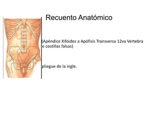 Recuento Anatómico
Superior:
• Línea Oblicua (Apéndice Xifoides a Apófisis Transversa 12va Vertebra
Dorsal, reborde costillas falsas)
Inferior
• Cresta ilíaca y pliegue de la ingle.

 