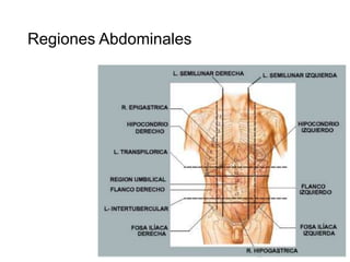 Regiones Abdominales

 