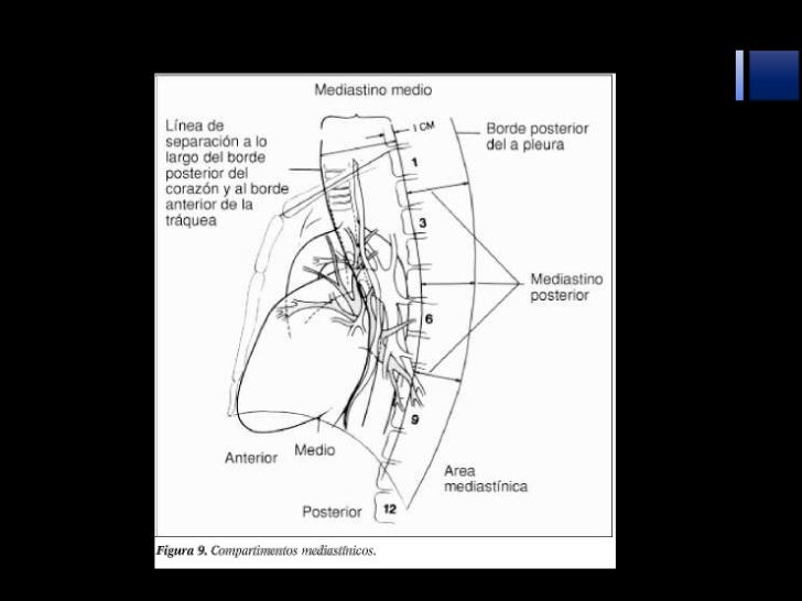 El aumento del estrógeno el pecho