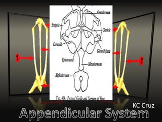 Skeletal System of Frog | PPTX