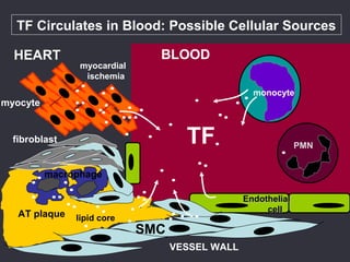 monocyte
TF PMN
BLOOD
VESSEL WALL
AT plaque
SMC
lipid core
macrophage
fibroblast
myocyte
HEART
myocardial
ischemia
TF Circulates in Blood: Possible Cellular Sources
EndothelialEndothelial
cellcell
 