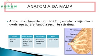  A mama é formada por tecido glandular conjuntivo e
gorduroso apresentando a seguinte estrutura:
Alvéolos
•Produz o
leite
Ducto lactífero
•Transporta -
alvéolos para
o seio
lactífero
Seio lactífero
•Depósito do
leite Mamilo
- saída
Aréola
•Sucção do RN
 