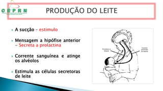  A sucção – estimulo
 Mensagem a hipófise anterior
- Secreta a prolactina
 Corrente sanguínea e atinge
os alvéolos
 Estimula as células secretoras
de leite
 