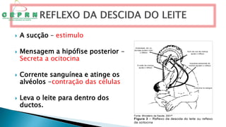  A sucção – estimulo
 Mensagem a hipófise posterior -
Secreta a ocitocina
 Corrente sanguínea e atinge os
alvéolos -contração das células
 Leva o leite para dentro dos
ductos.
 