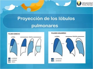 Proyección de los lóbulos
pulmonares
 