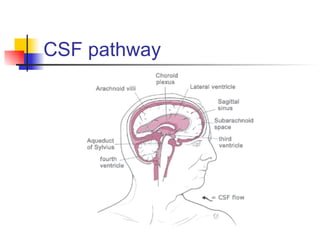 CSF pathway 