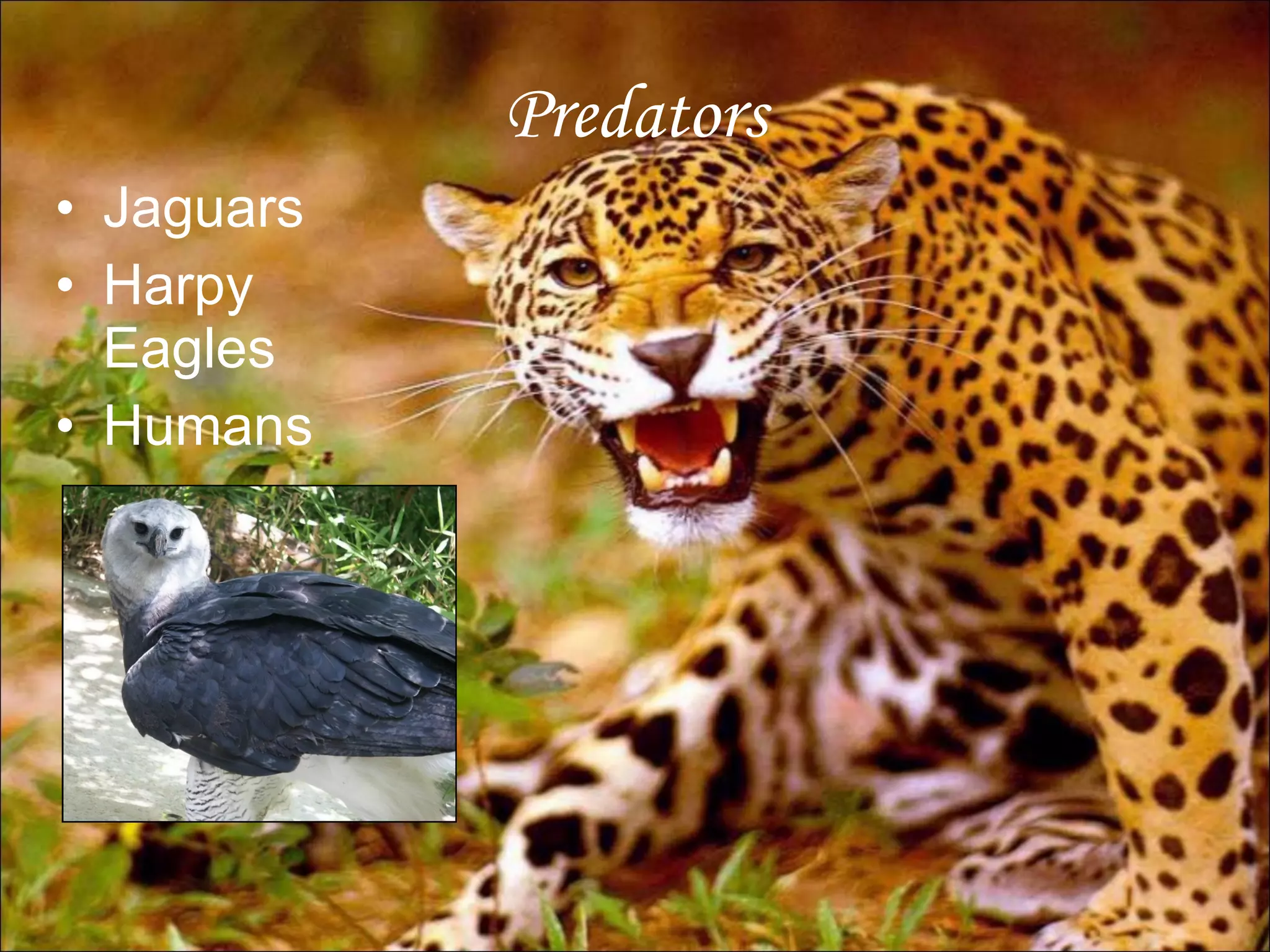 Predators Jaguars Harpy Eagles Humans 