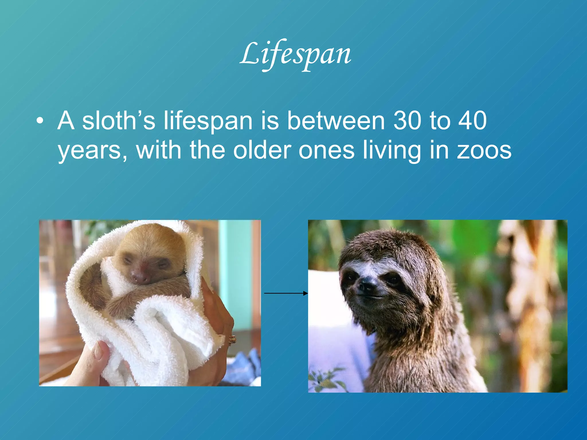Lifespan A sloth’s lifespan is between 30 to 40 years, with the older ones living in zoos 