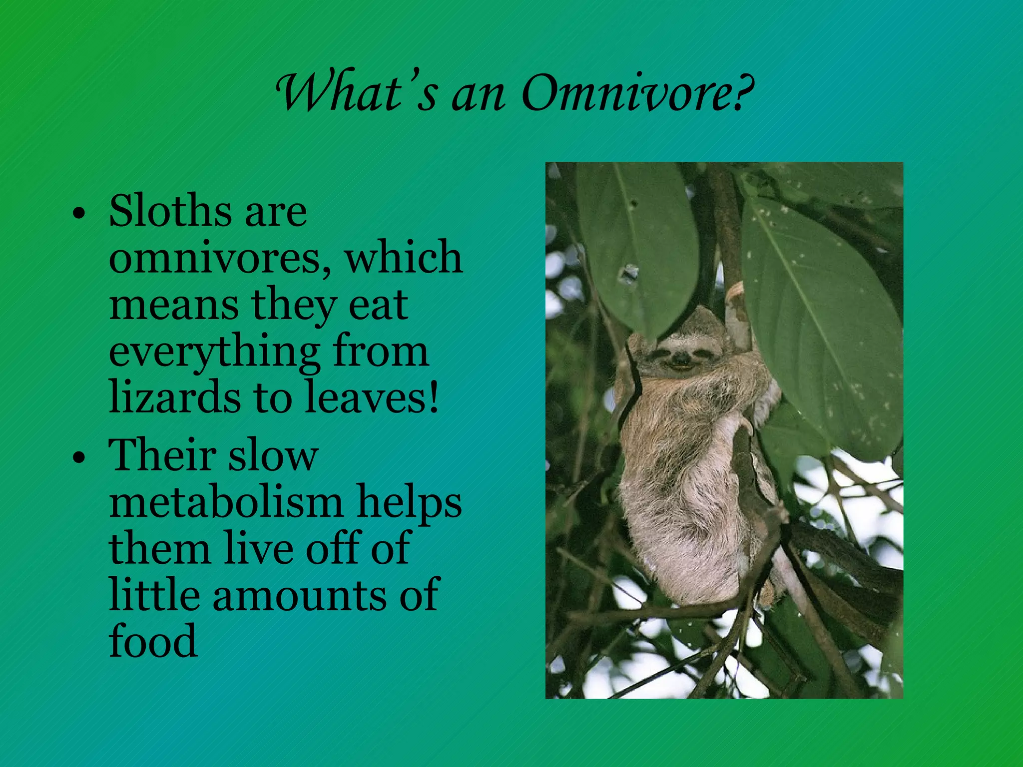 What’s an Omnivore? Sloths are omnivores, which means they eat everything from lizards to leaves!  Their slow metabolism helps them live off of little amounts of food 