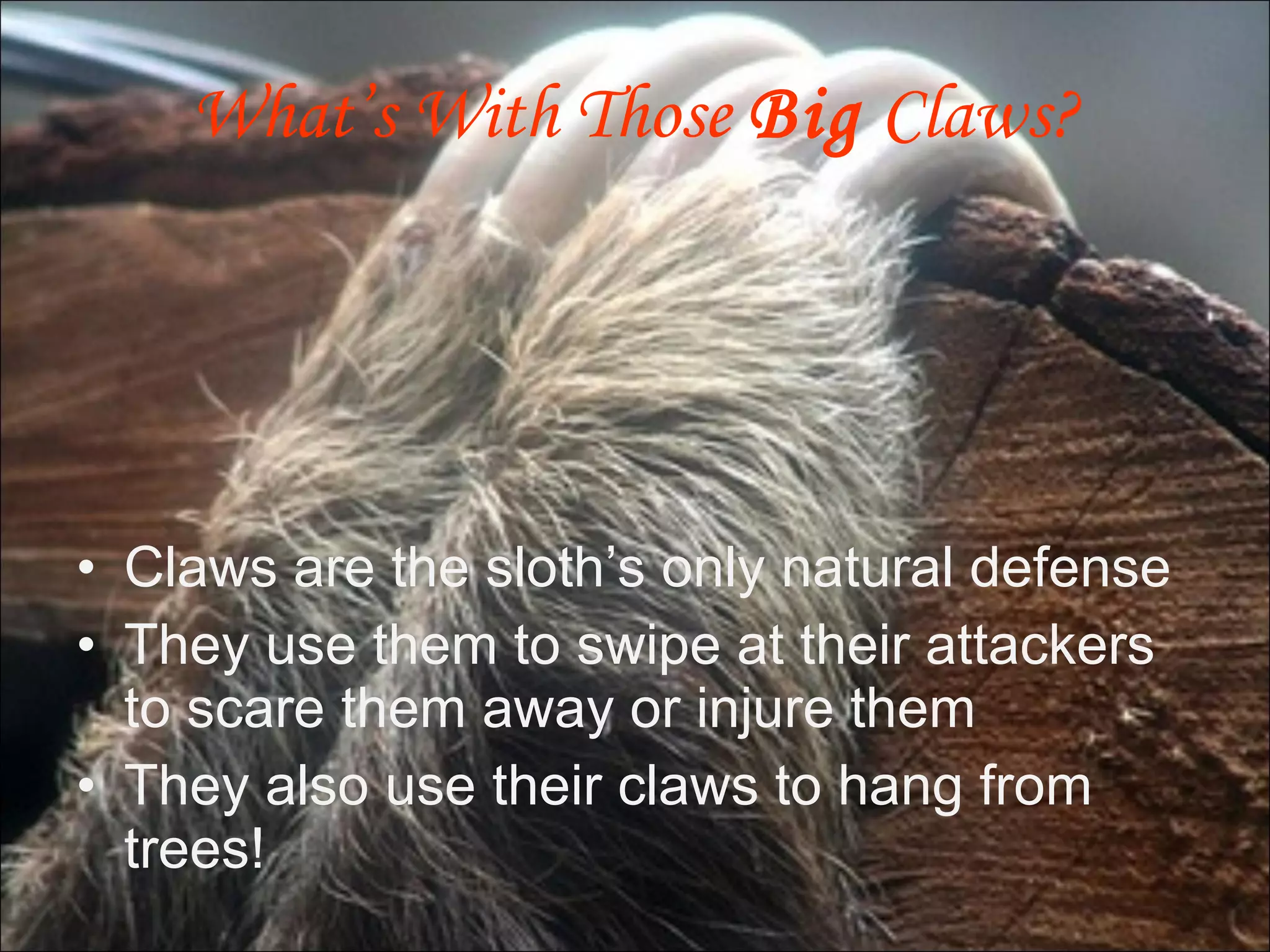 What’s With Those  Big  Claws? Claws are the sloth’s only natural defense They use them to swipe at their attackers to scare them away or injure them They also use their claws to hang from trees! 